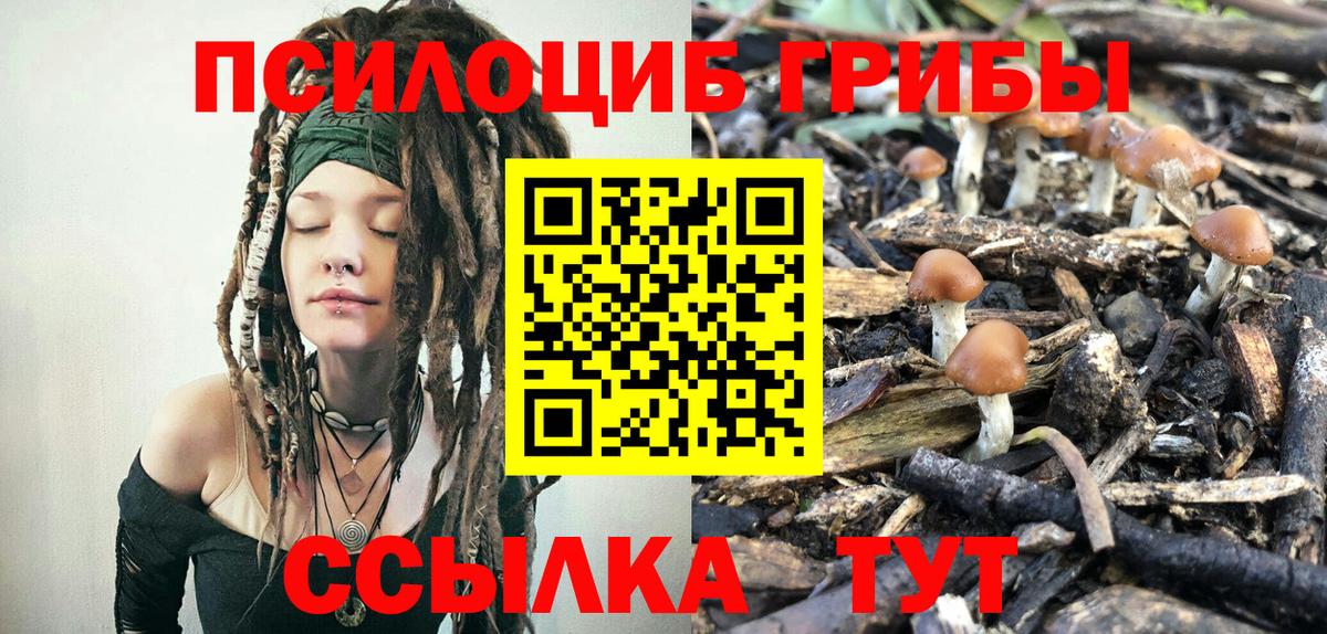 Галлюциногенные грибы Psilocybe Киреевск
